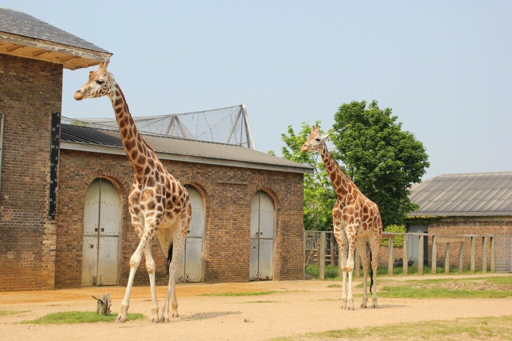 Girafas dão as boas-vindas aos visitantes do London Zoo. Fotos: Mapa de Londres