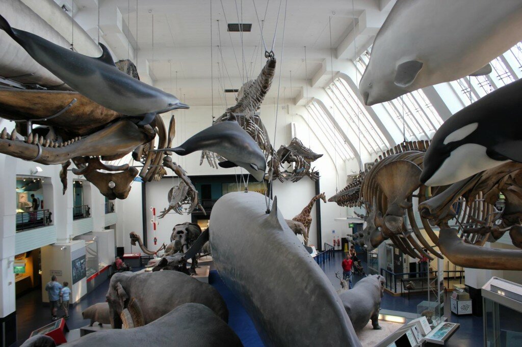 Por que visitar o Museu de História Natural de Londres