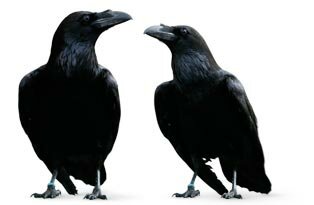 A incrível história dos corvos da Torre de Londres