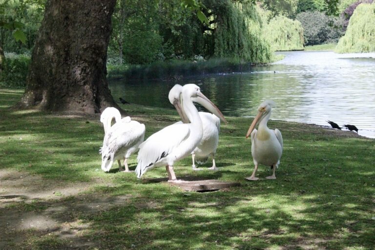 Pelicanos de St. James’s Park Pelicanos de St. James’s Park