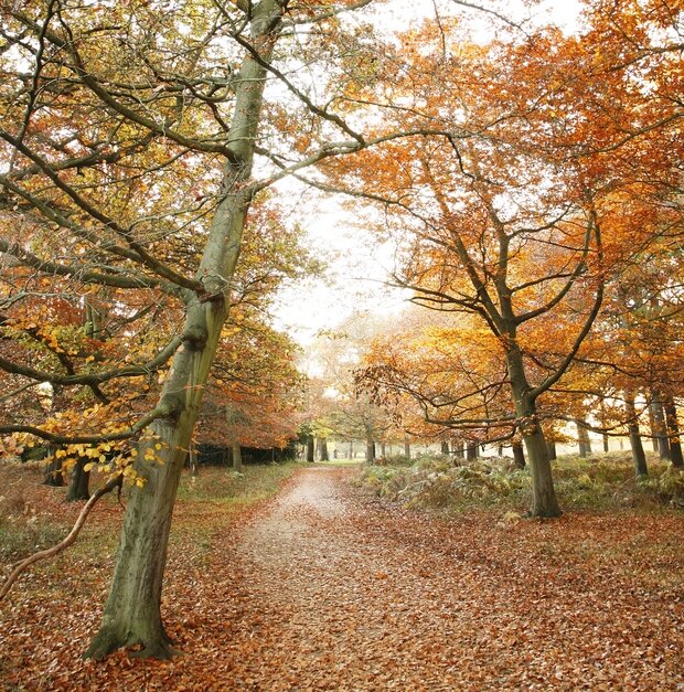 Visite o Richmond Park em outubro. Foto: Shutterstock