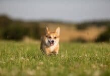 Corgi